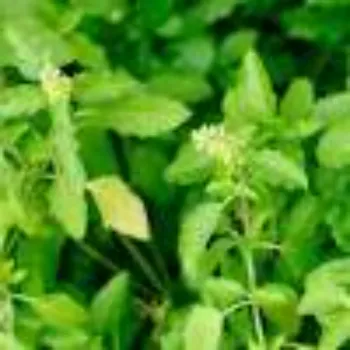 Herbal Plant